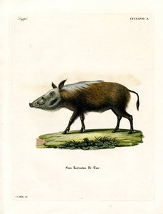 Bushpig by German School