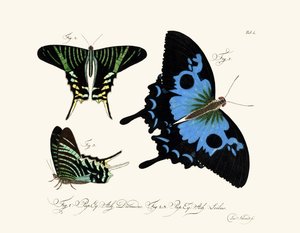 Butterflies