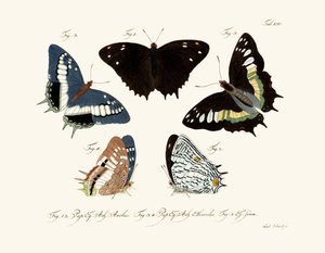Butterflies