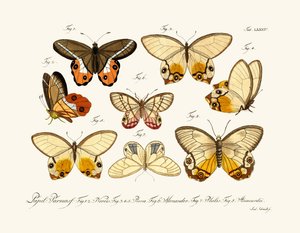 Butterflies