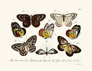 Butterflies