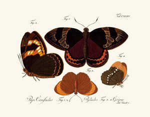 Butterflies