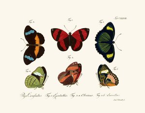 Butterflies