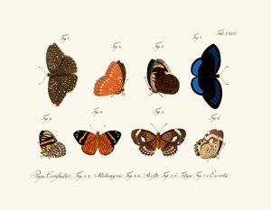 Butterflies by German School