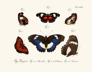 Butterflies