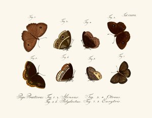 Butterflies by German School