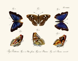 Butterflies by German School