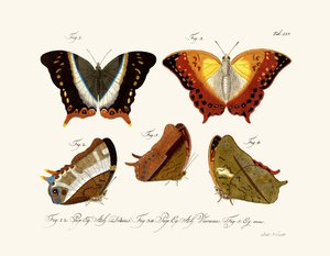 Butterflies