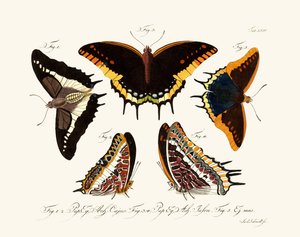 Butterflies
