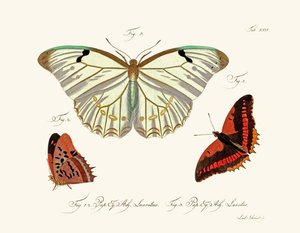 Butterflies