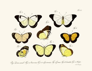 Butterflies