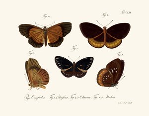 Butterflies