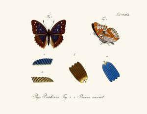 Butterflies by German School