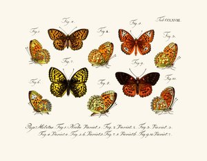 Butterflies by German School