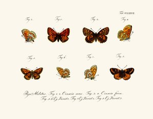 Butterflies by German School