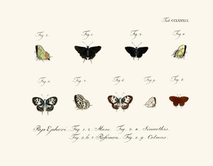 Butterflies by German School