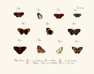 Butterflies