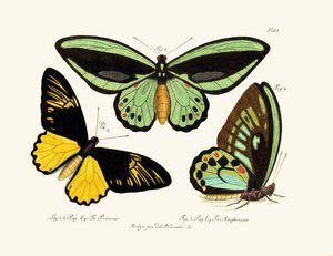 Butterflies
