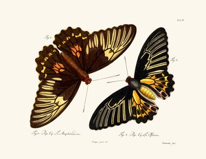 Butterflies