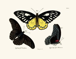 Butterflies
