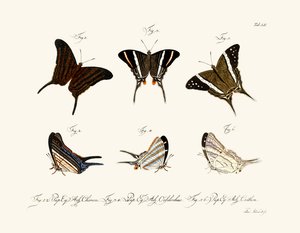 Butterflies by German School