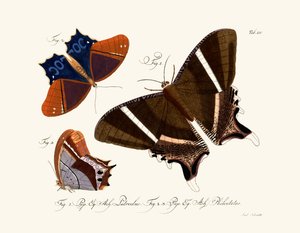Butterflies