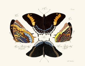 Butterflies