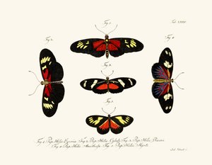 Butterflies