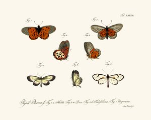 Butterflies