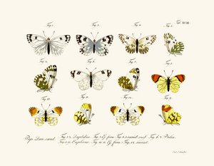 Butterflies