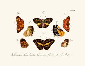 Butterflies by German School