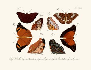 Butterflies