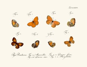Butterflies by German School