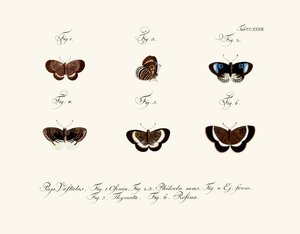 Butterflies