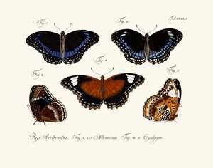 Butterflies