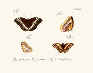 Butterflies by German School