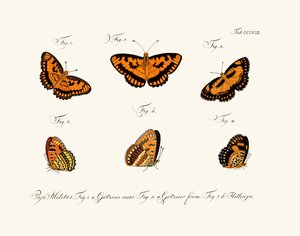 Butterflies by German School