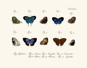 Butterflies