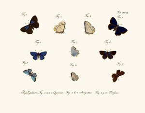 Butterflies by German School