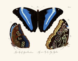 Butterflies