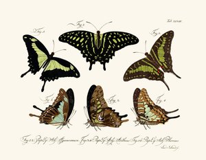 Butterflies