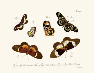 Butterflies
