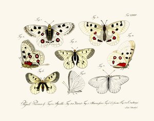 Butterflies