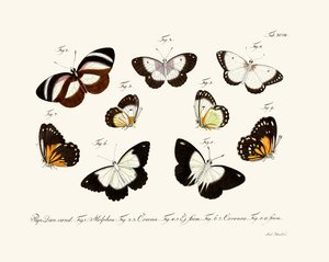 Butterflies