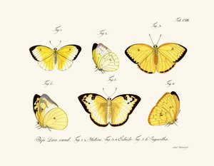 Butterflies