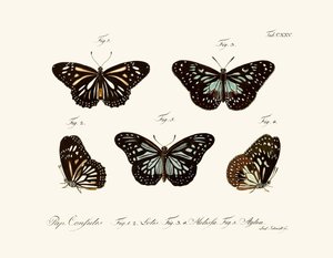Butterflies by German School