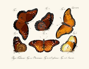 Butterflies by German School
