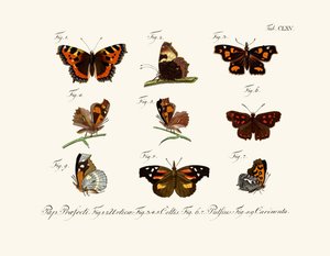 Butterflies by German School