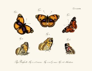 Butterflies by German School