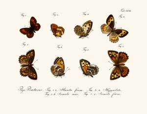 Butterflies by German School